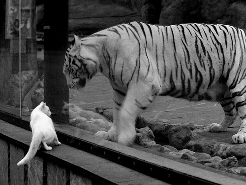 国家队比赛节奏适应能力不足,国家队比赛节奏适应能力不足的原因